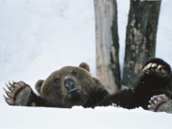 Bears / Animals