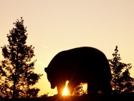 Bears / HQ Animals 