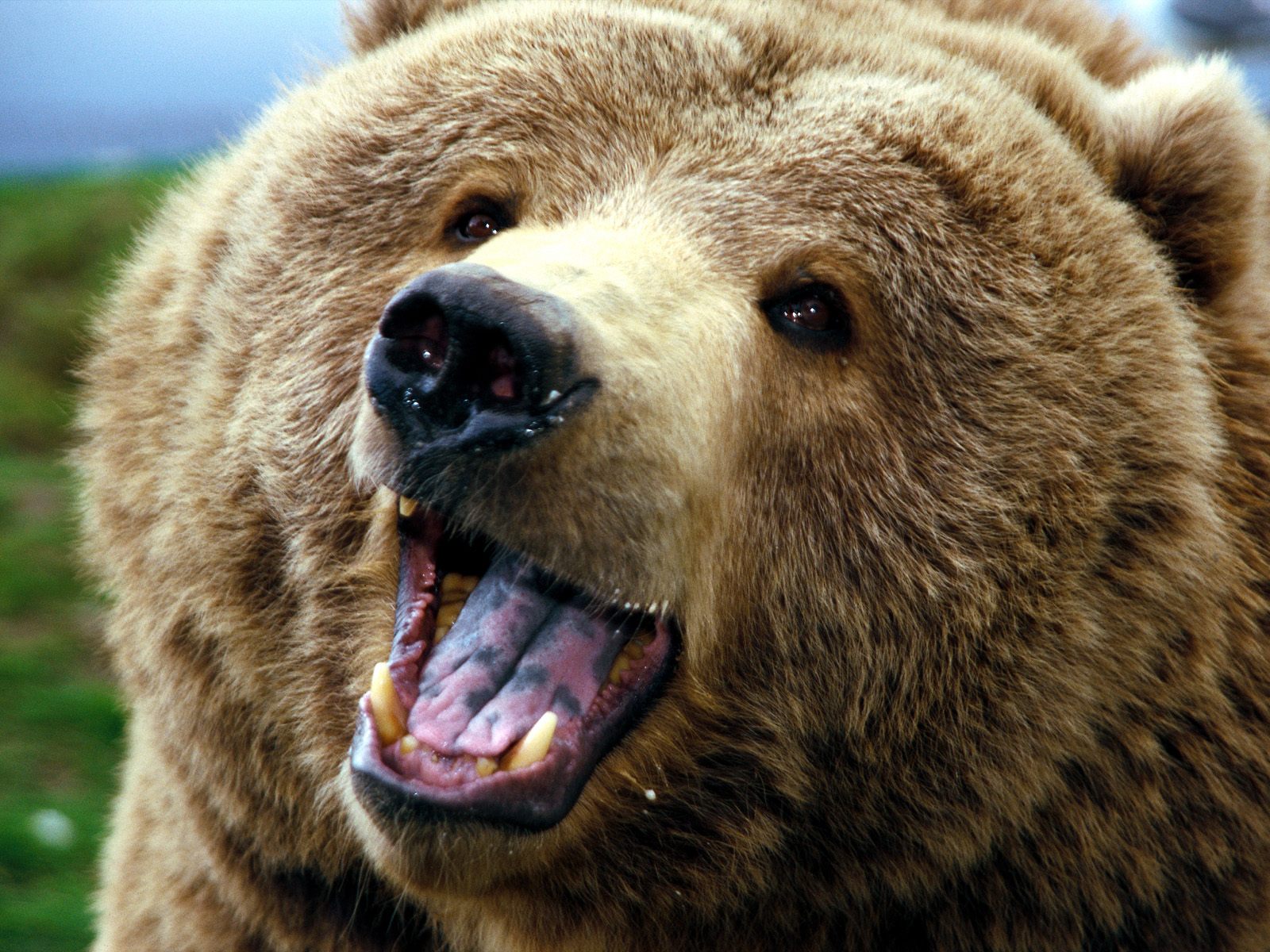 Download HQ Bears wallpaper / Animals / 1600x1200