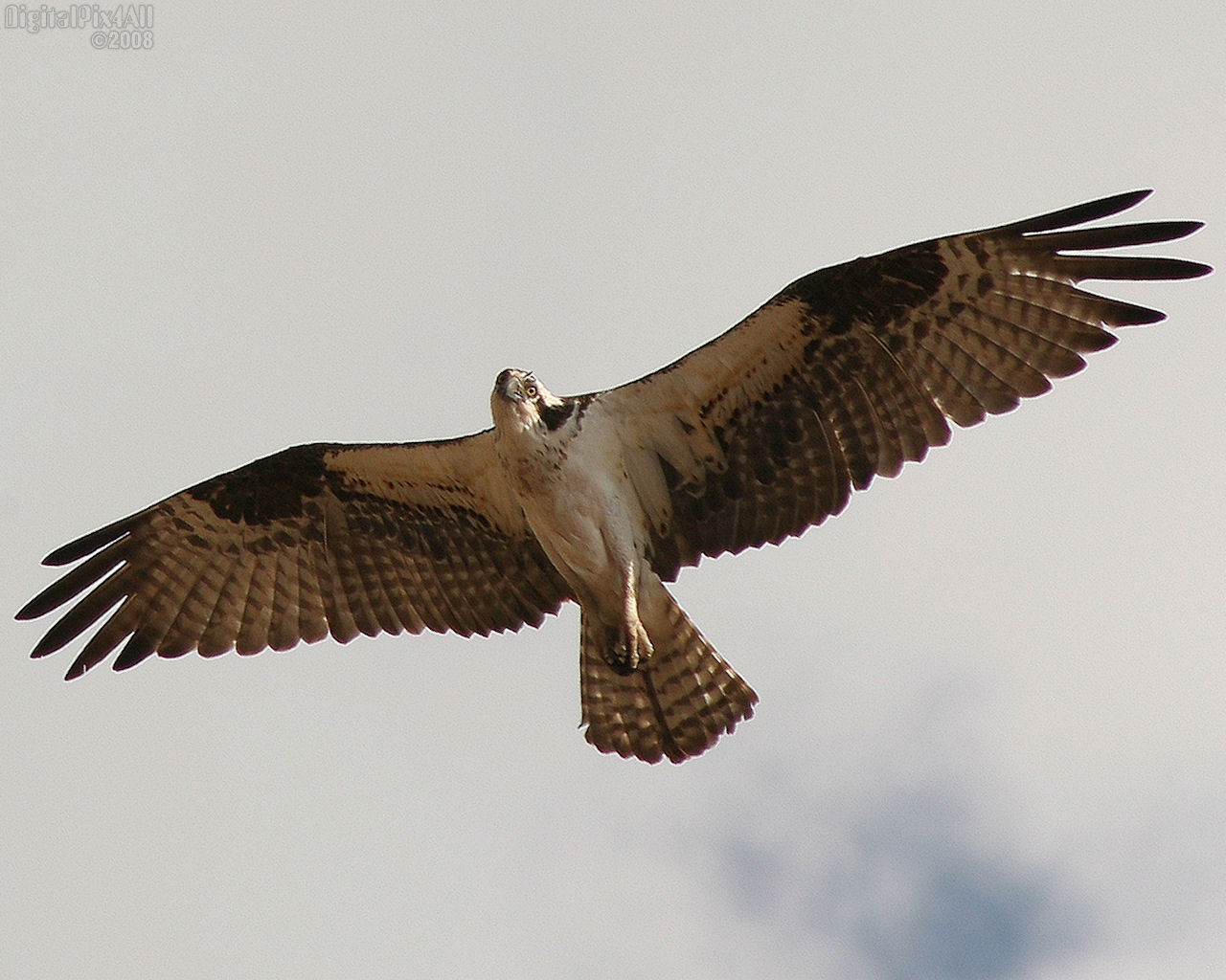 Download High quality Hover Birds of Prey wallpaper / 1280x1024