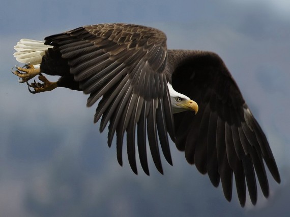 Free Send to Mobile Phone Fly Birds of Prey wallpaper num.10