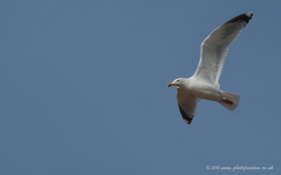 Free Send to Mobile Phone Seagull, European, White, Bird Birds of Prey wallpaper num.11
