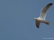 Seagull, European, White, Bird / Birds of Prey