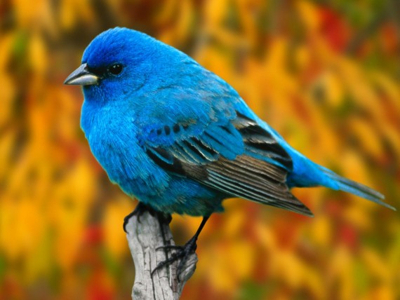 Free Send to Mobile Phone Birds Animals wallpaper num.128