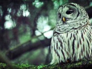 owl / Birds