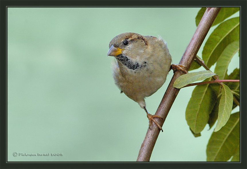 Download Birds / Animals wallpaper / 861x590