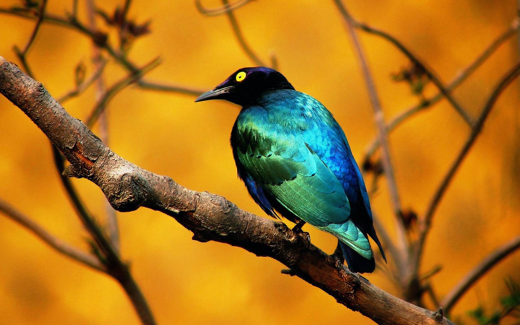 Download HQ Blue Bird Birds wallpaper / 1680x1050