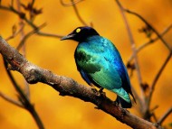 Download Blue Bird / Birds