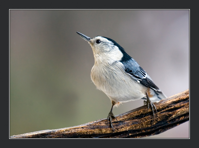 Download Birds / Animals wallpaper / 834x620