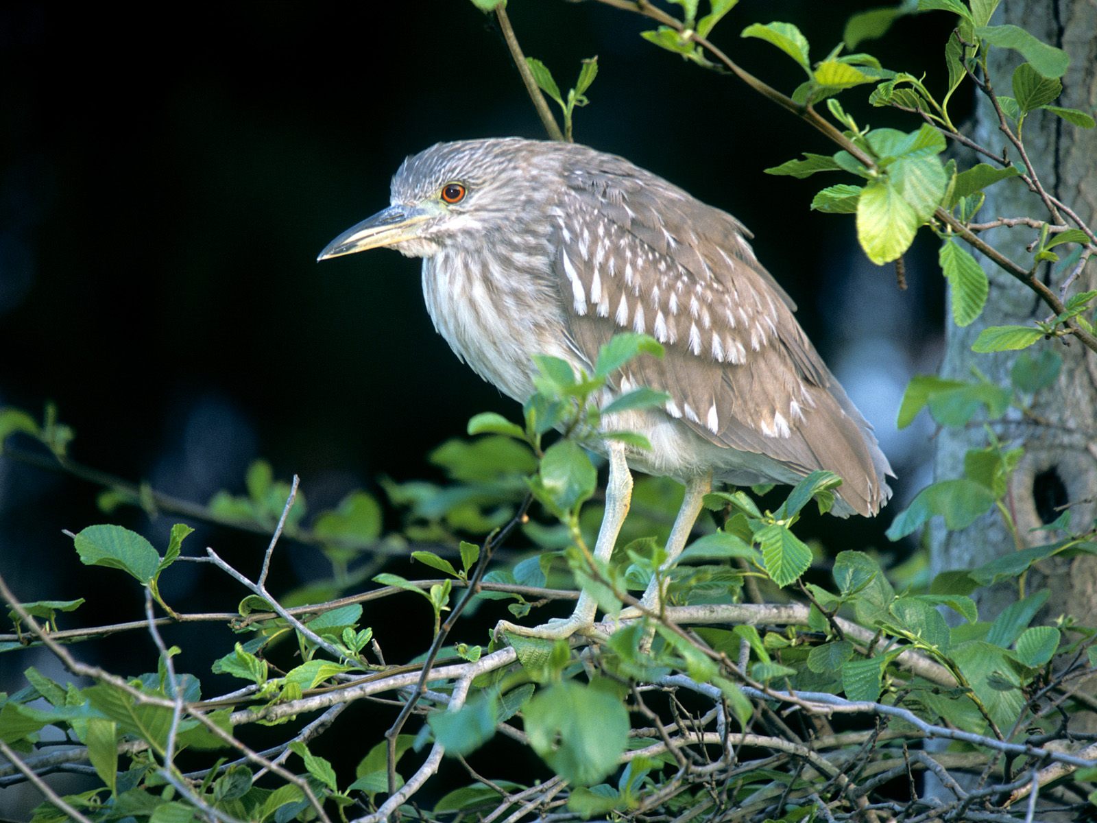 Download full size Birds wallpaper / Animals / 1600x1200