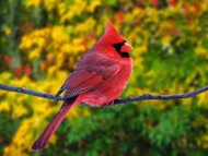 Download Birds / Animals