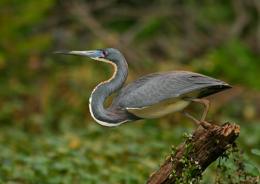 Full size Birds wallpaper / Animals / 870x616