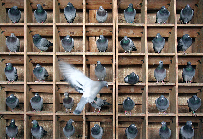 Download Birds / Animals wallpaper / 850x580