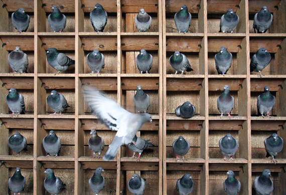 Free Send to Mobile Phone Birds Animals wallpaper num.361