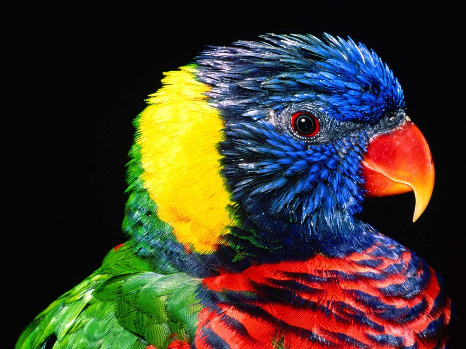 Download full size Birds wallpaper / Animals / 1600x1200