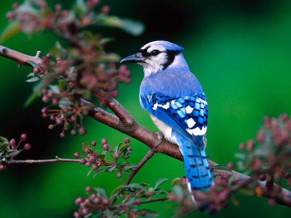 Free Send to Mobile Phone Birds Animals wallpaper num.33