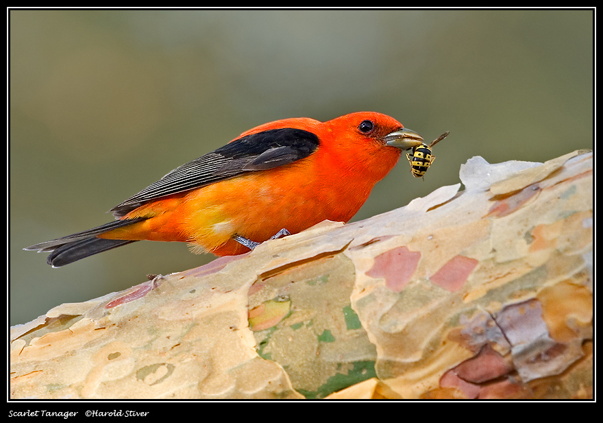 Download Birds / Animals wallpaper / 880x617