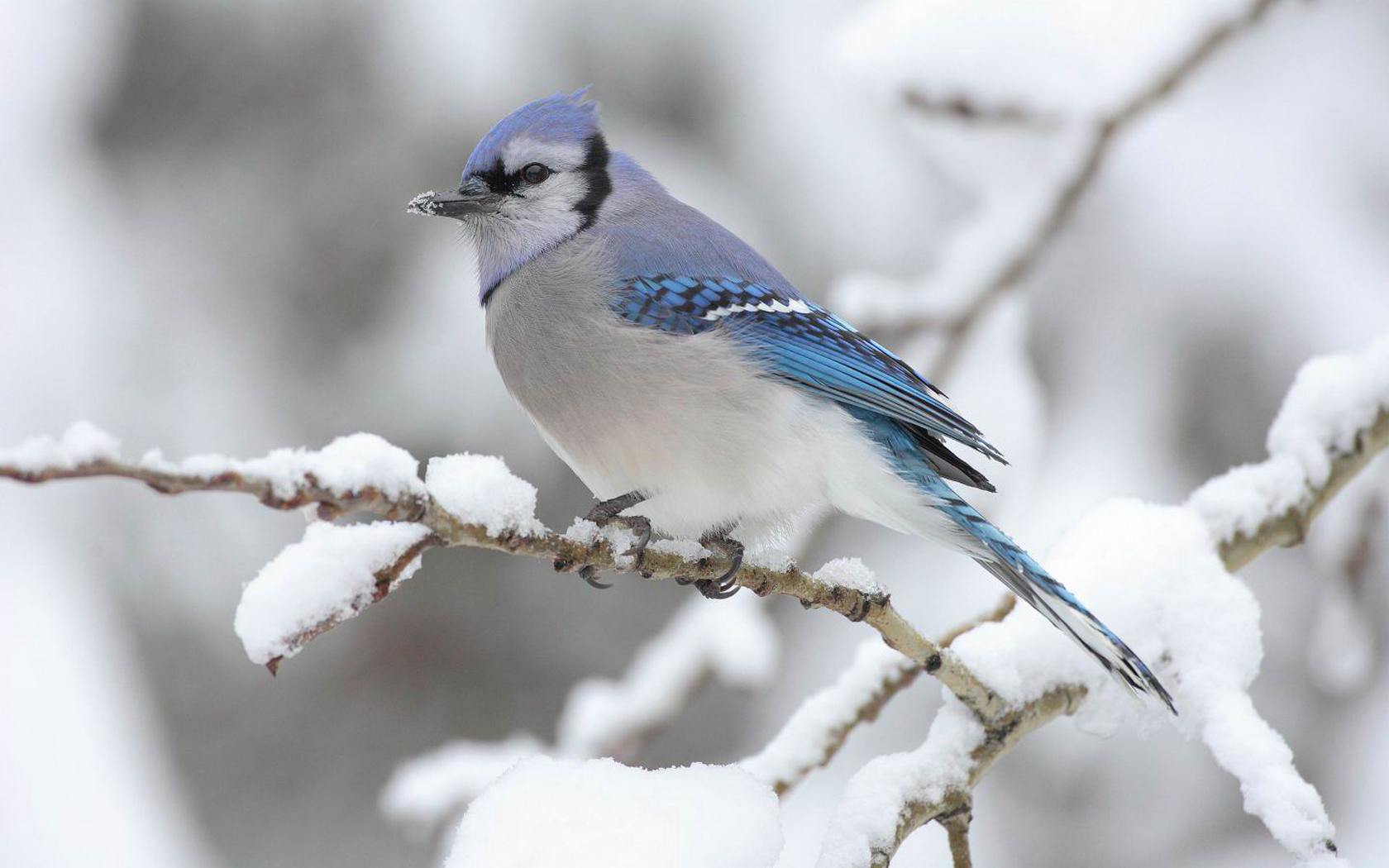 Download High quality Blue Jays In Snow Birds wallpaper / 1680x1050