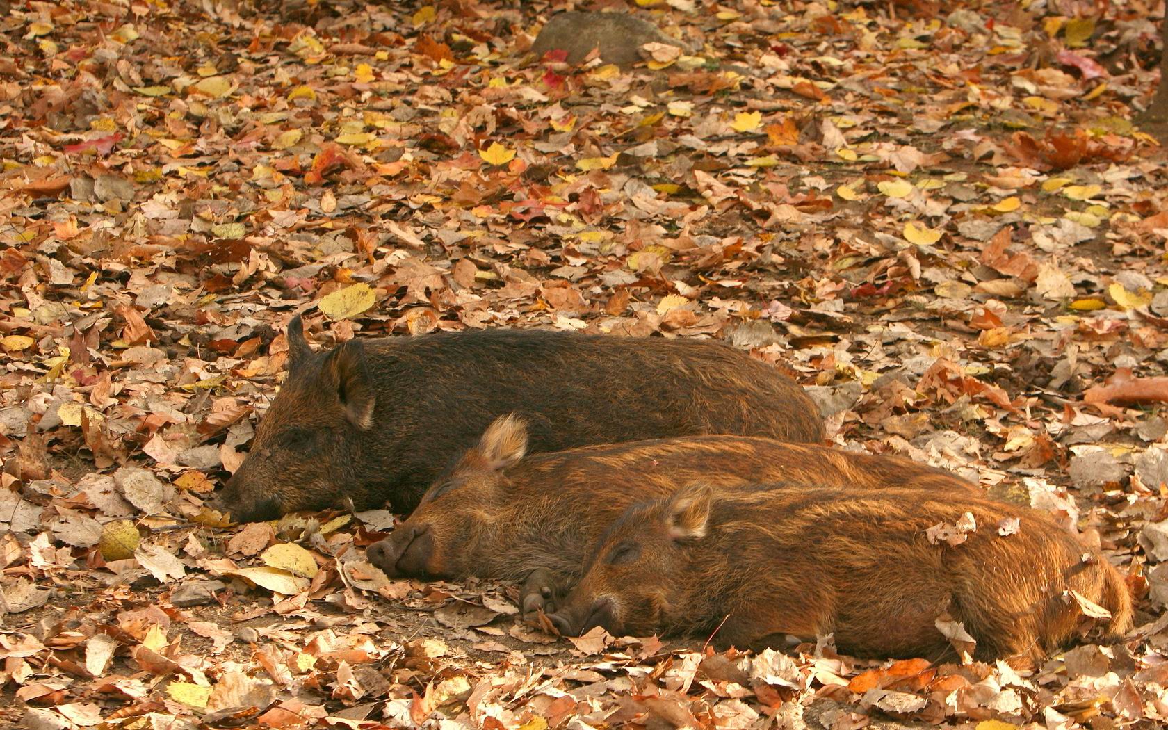Download High quality Boars wallpaper / Animals / 1680x1050