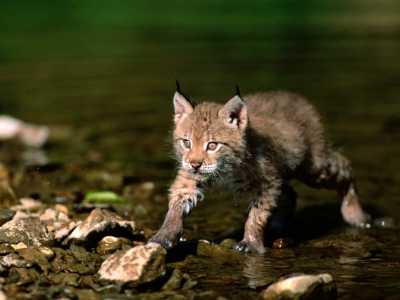Free Send to Mobile Phone Lynxes Animals wallpaper num.97