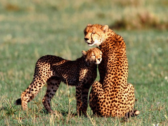 Free Send to Mobile Phone Leopards and Cheetahs Animals wallpaper num.217