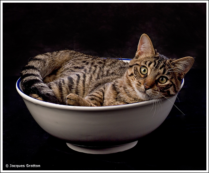 Download Cats / Animals wallpaper / 720x594
