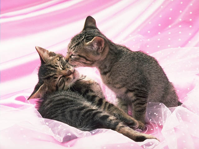 Download Cats / Animals wallpaper / 640x480
