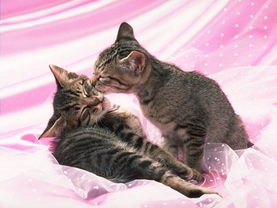 Free Send to Mobile Phone Cats Animals wallpaper num.338