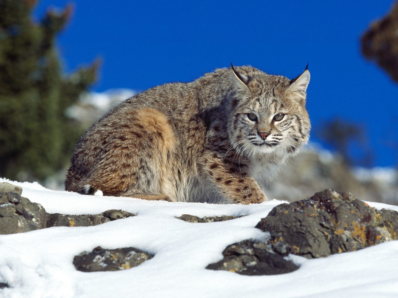 Download High quality Lynxes wallpaper / Animals / 1600x1200