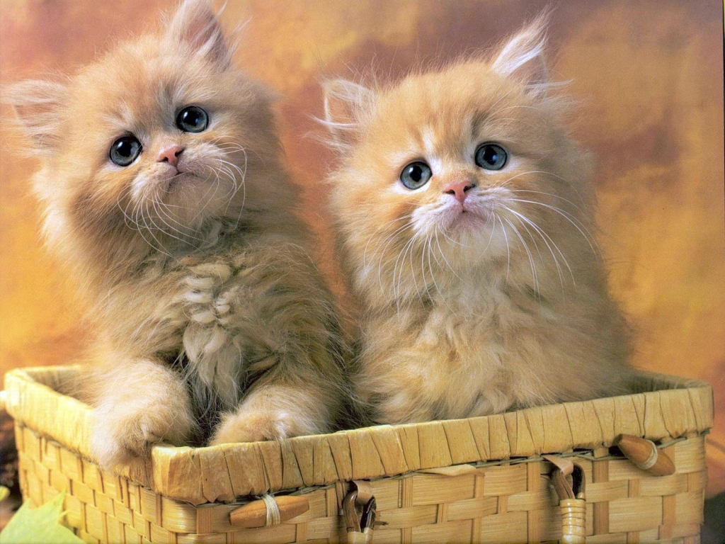 Download two kittens Cats wallpaper / 1024x768