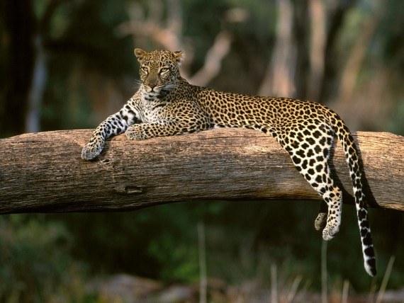 Free Send to Mobile Phone Leopards and Cheetahs Animals wallpaper num.179