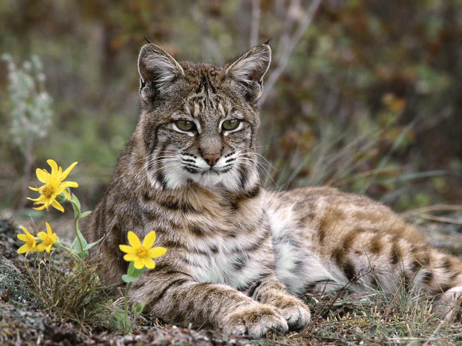 Download full size Lynxes wallpaper / Animals / 1600x1198