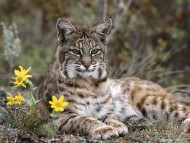 Download Lynxes / Animals