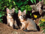 Foxes / Animals