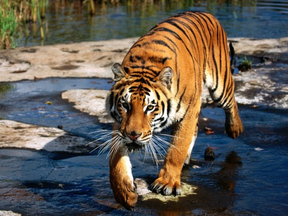 Free Send to Mobile Phone Tigers Animals wallpaper num.242