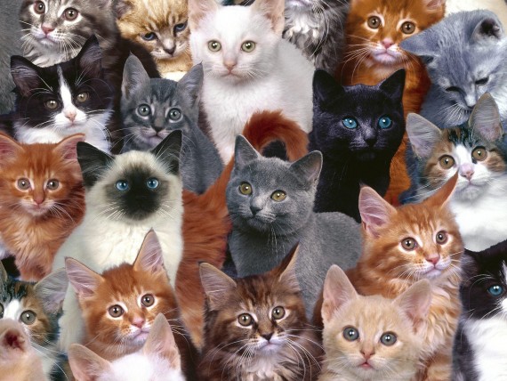 Free Send to Mobile Phone Cats Animals wallpaper num.105