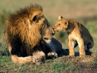 Lions / Animals