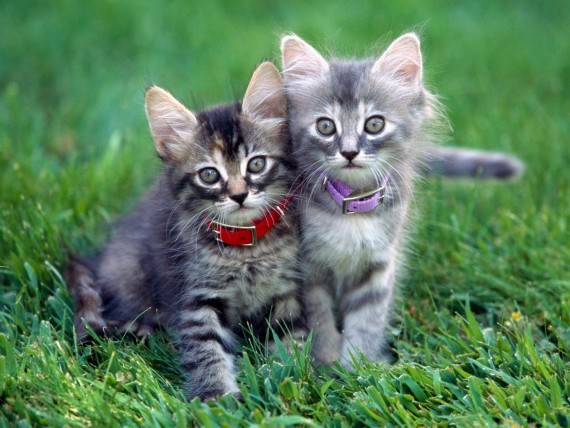 Free Send to Mobile Phone Cats Animals wallpaper num.235