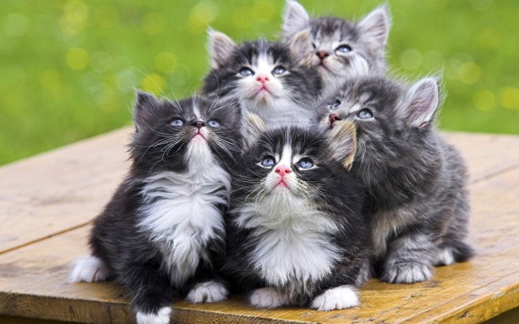 Free Send to Mobile Phone Cats Animals wallpaper num.394