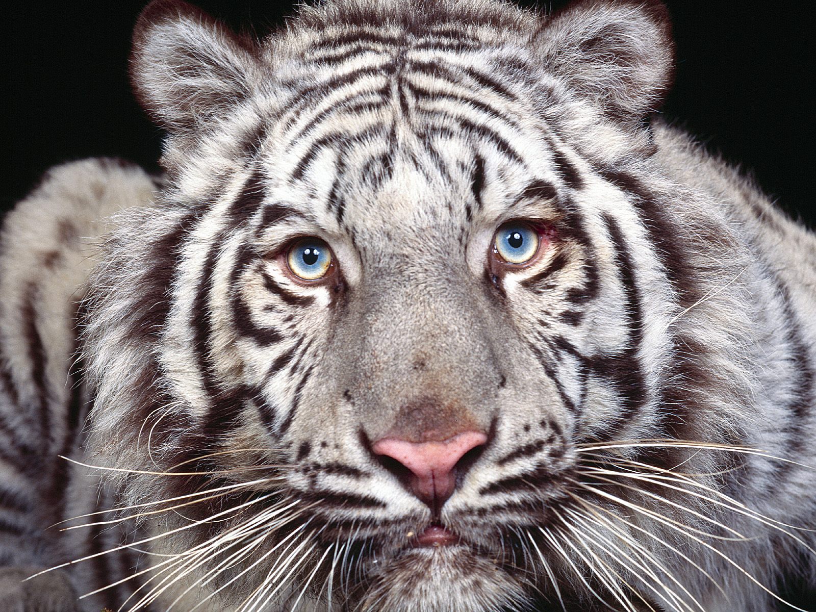 Download full size Tigers wallpaper / Animals / 1600x1200