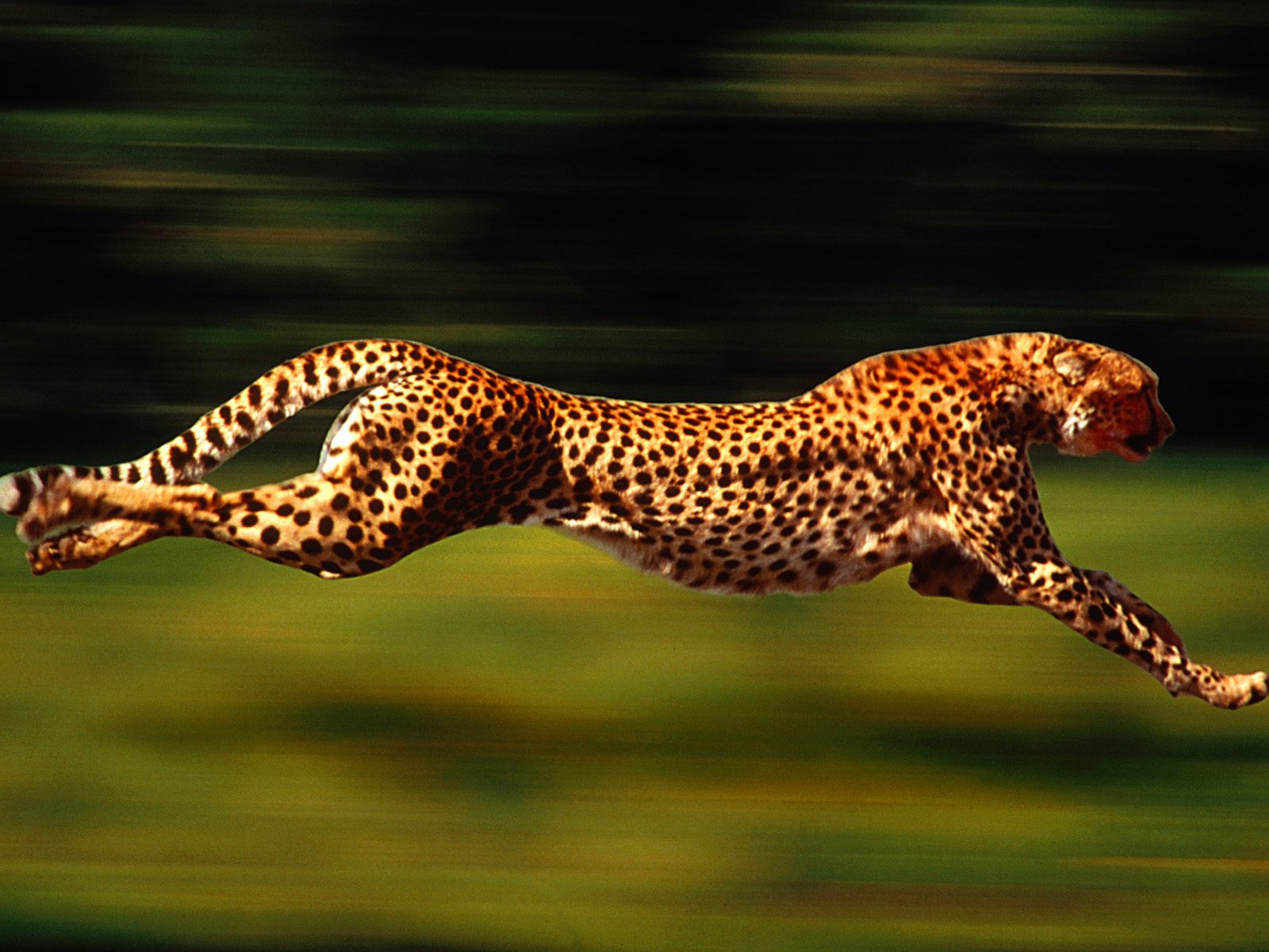 Download High quality Leopards and Cheetahs wallpaper / Animals / 1600x1200