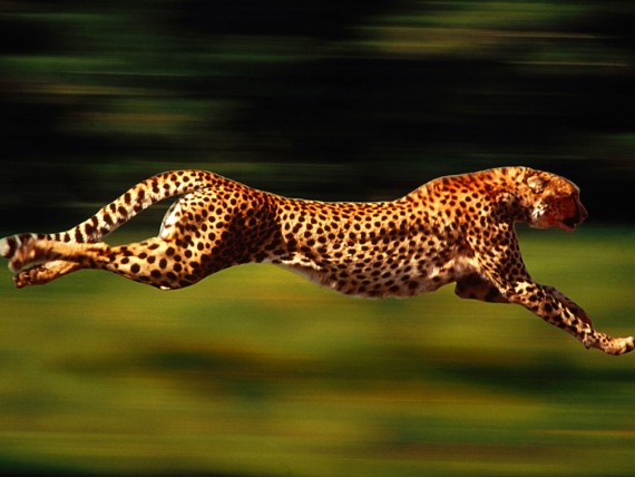 Free Send to Mobile Phone Leopards and Cheetahs Animals wallpaper num.152