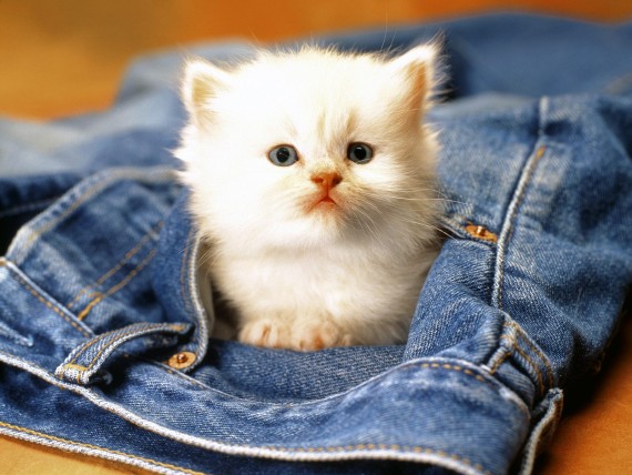 Free Send to Mobile Phone Cats Animals wallpaper num.127