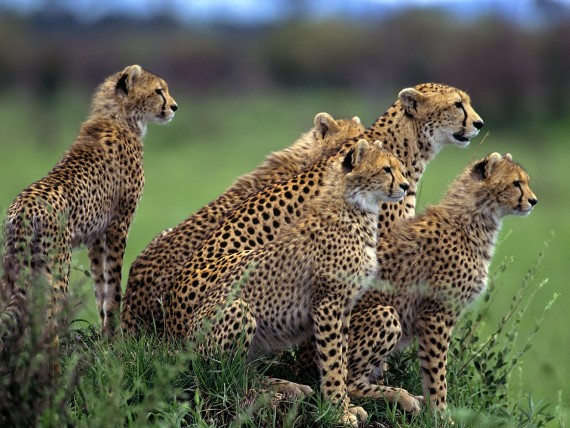 Free Send to Mobile Phone Leopards and Cheetahs Animals wallpaper num.47