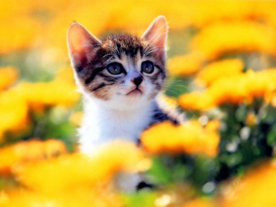 Free Send to Mobile Phone Cats Animals wallpaper num.12
