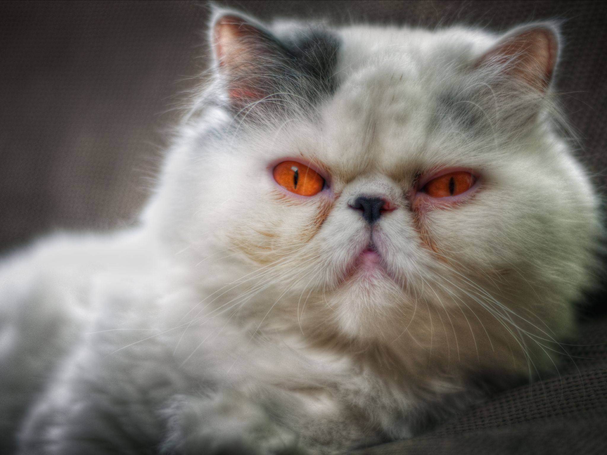 Download High quality Orange eyes Cats wallpaper / 2048x1536
