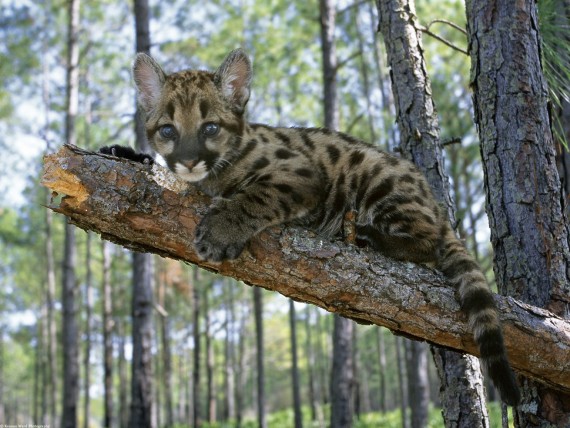 Free Send to Mobile Phone Lynxes Animals wallpaper num.208