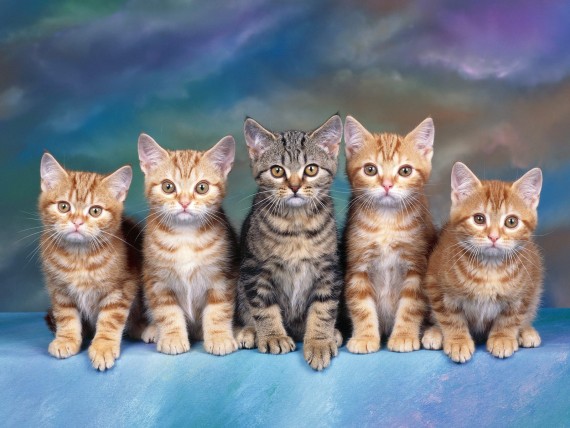 Free Send to Mobile Phone Cats Animals wallpaper num.291