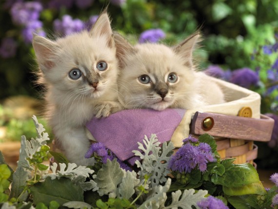 Free Send to Mobile Phone Cats Animals wallpaper num.412