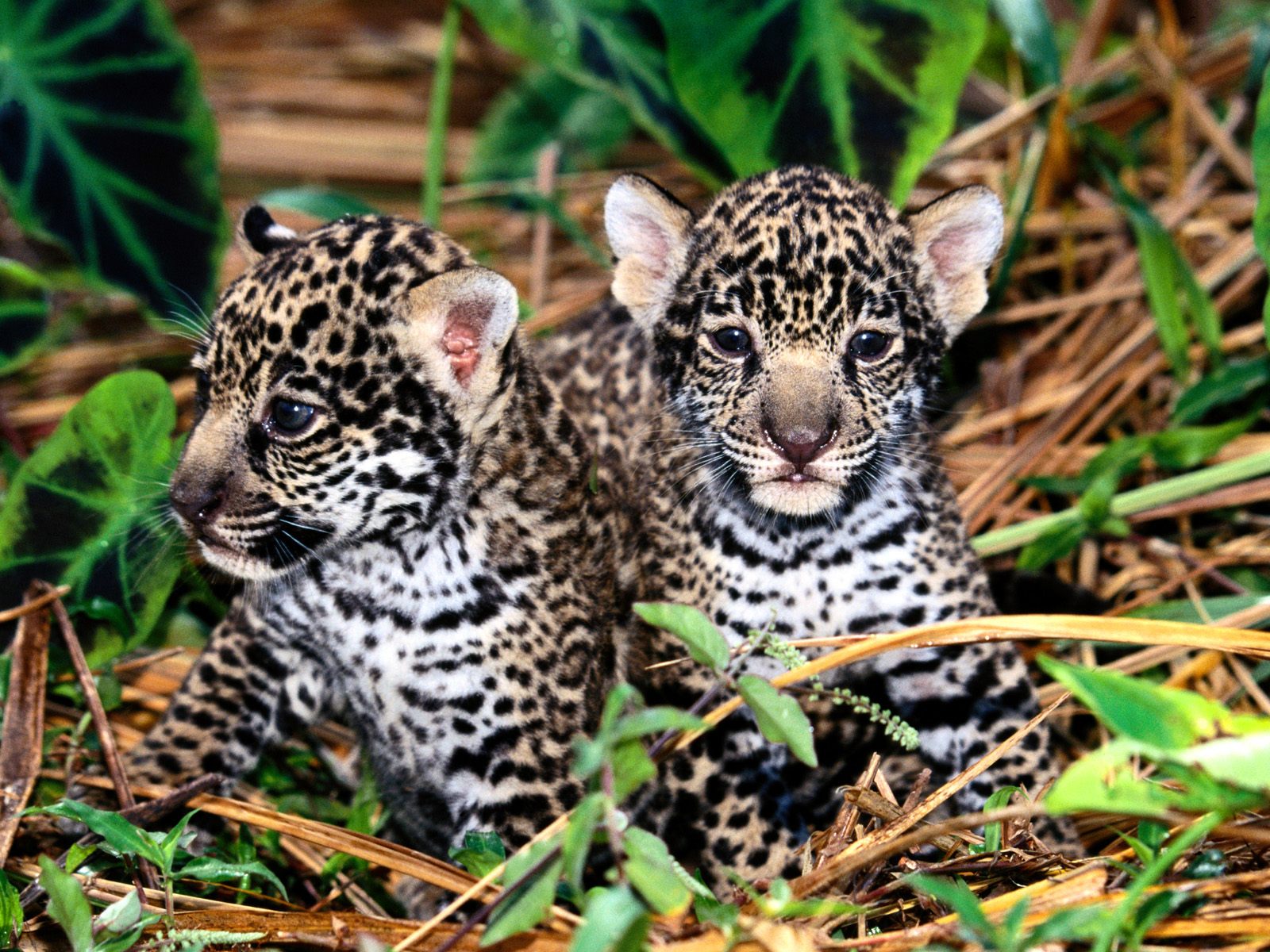 Download HQ Leopards and Cheetahs wallpaper / Animals / 1600x1200